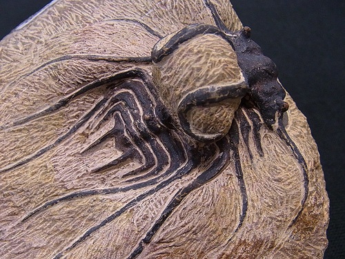 化石　三葉虫　アンモナイト